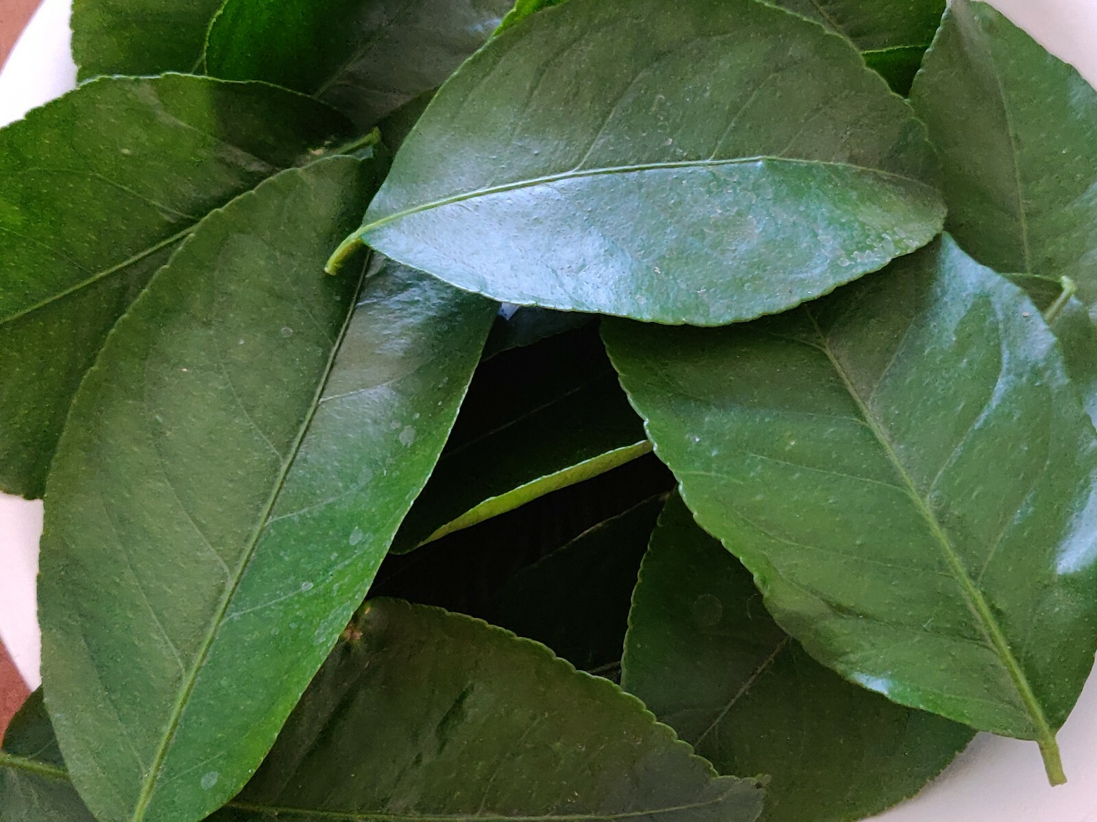 50 HOJAS DE NARANJA ORGANICAS FRESCAS-50 FRESH ORGANIC ORANGE LEAVES