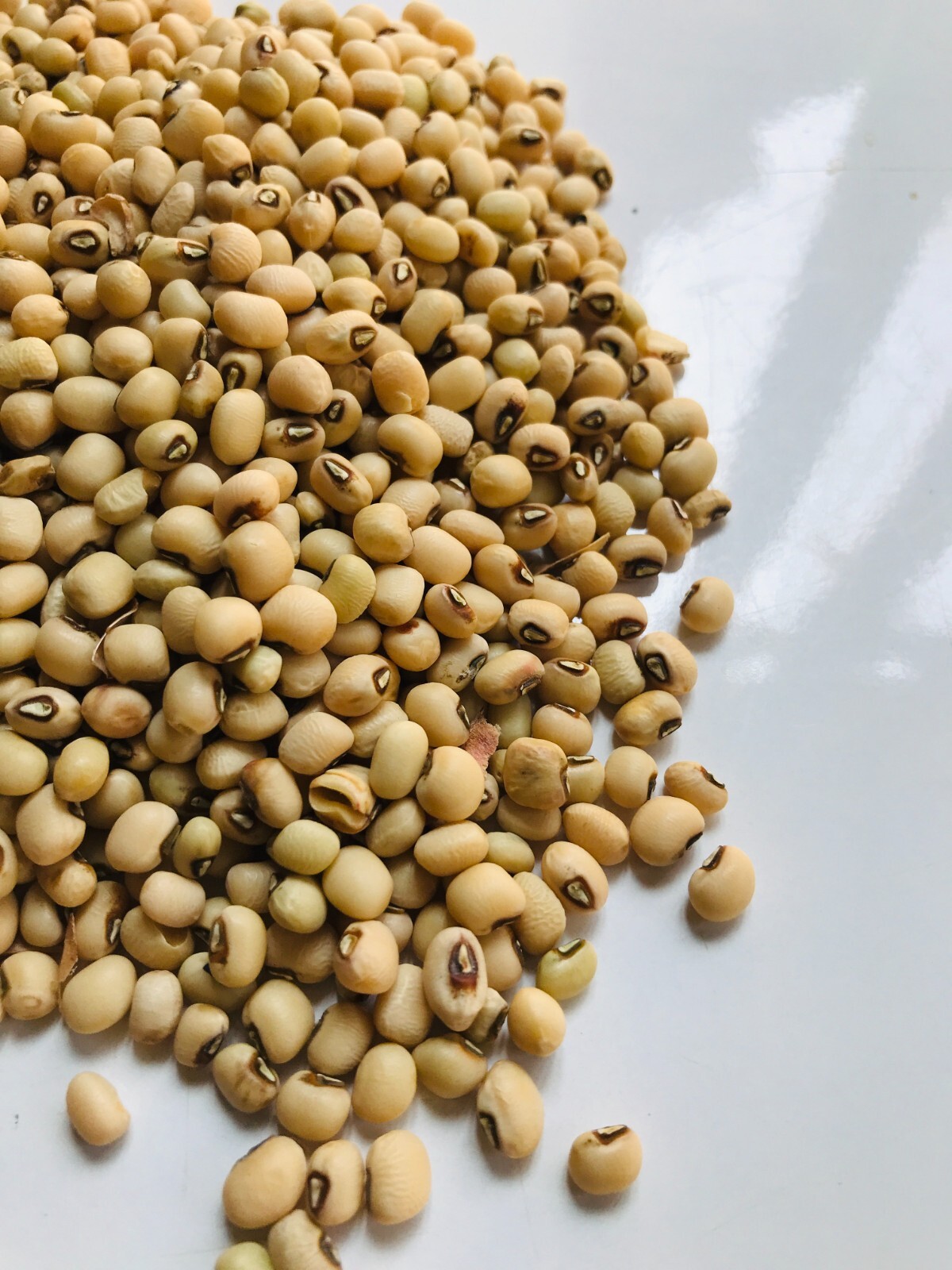 Sri Lankan Dried Blackeye White Cowpea Seeds Organic Natural Cereal High Quality