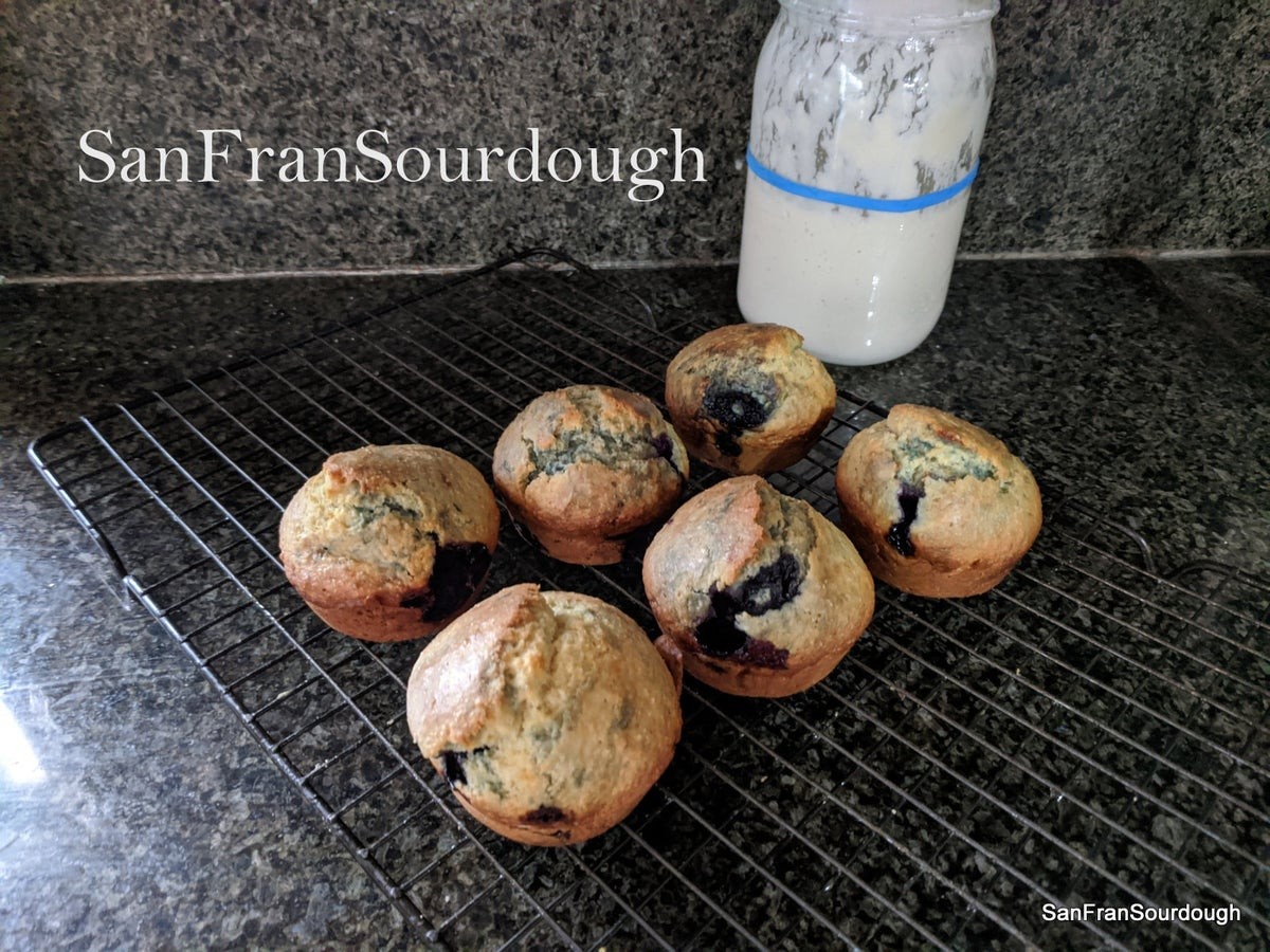 Sourdough Starter San Francisco California Yeast Bacteria baking bread pastry