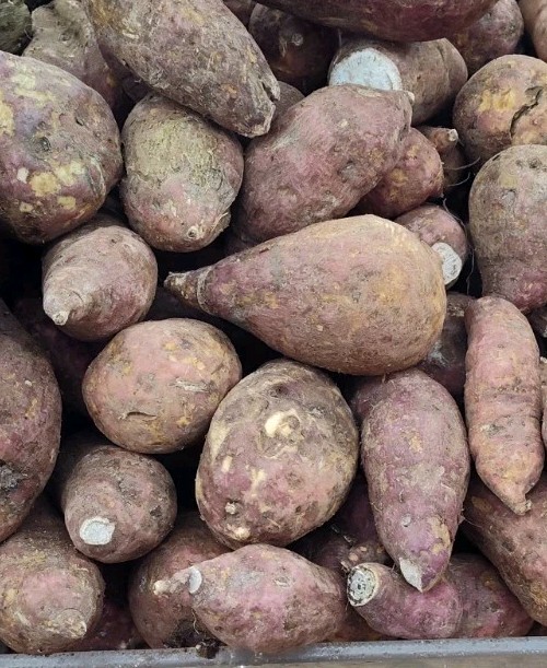 Fresh Boniato 5 To 6 Lbs Batata Product Of Dominican Republic