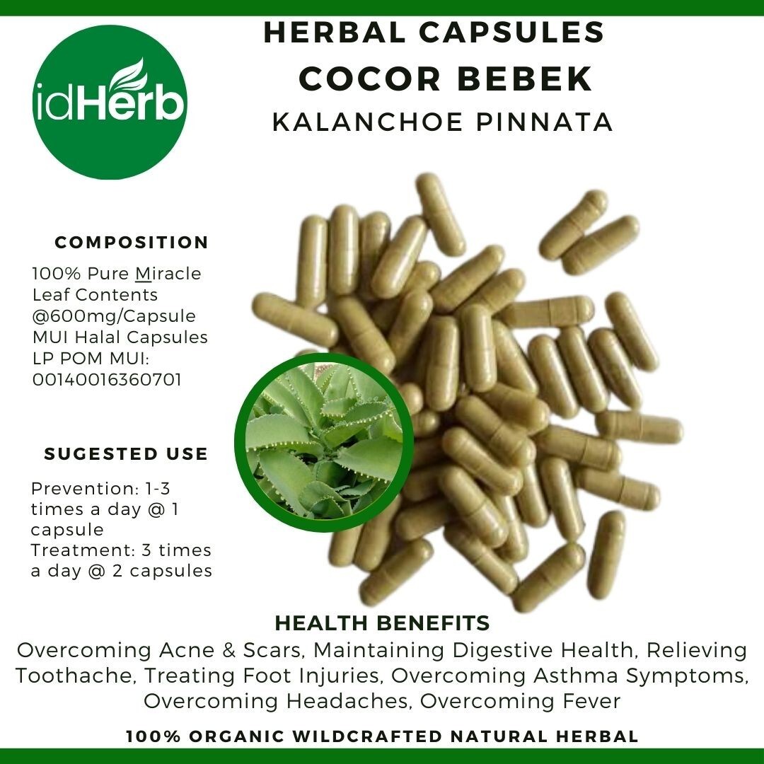 Capsules Kalanchoe Pinnata Cocor Bebek Natural herbal Organic 100% Herbs