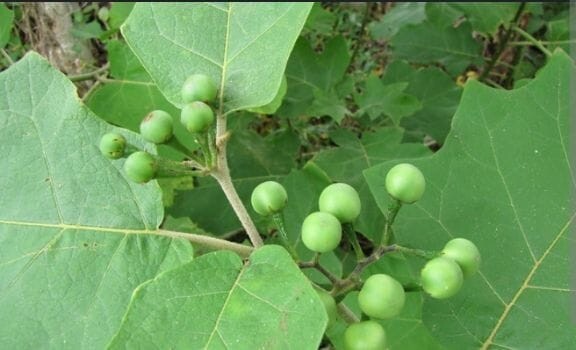 Dried Turkey berry Leaves Pure Organic Solanum Torvum leaves 10 Leaves