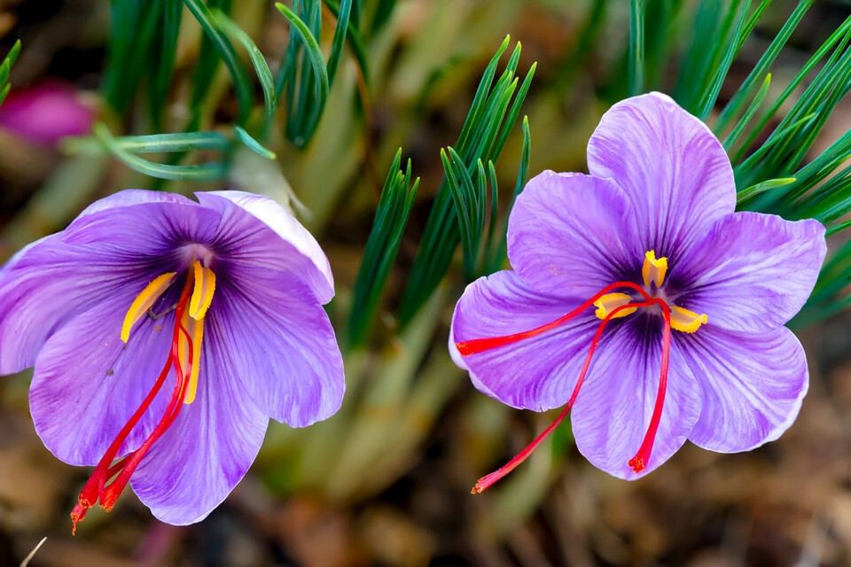 Original Kashmiri Saffron from Baby Brand- 250mg FREE SHIP