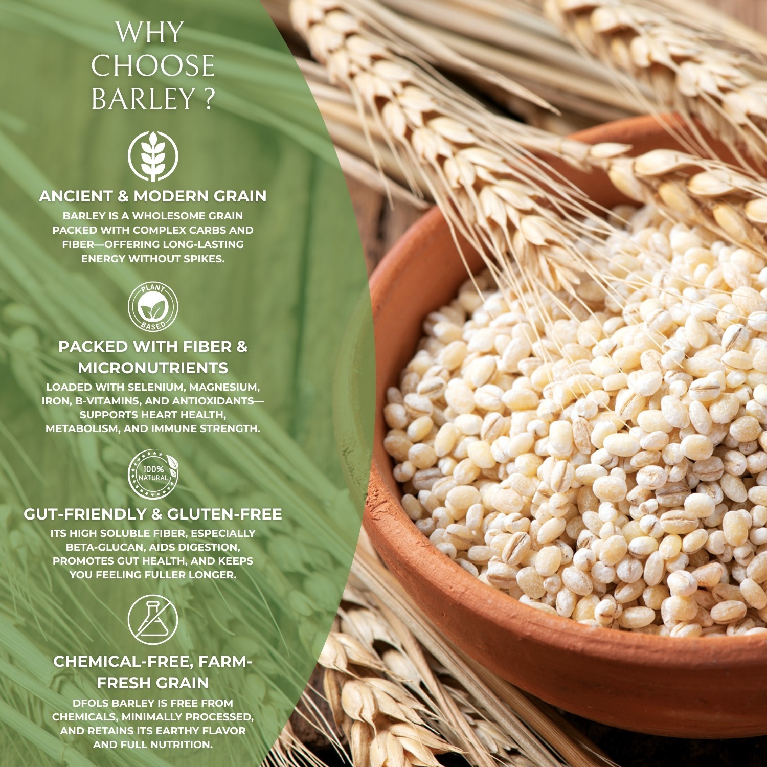 DFOLS Barley Whole Grain Chewy Nutty 0.55lb 8.82oz 250g 大麦