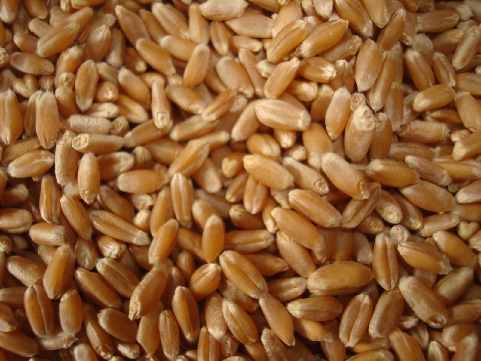 12 Lbs. USDA-Certified Hard Red Winter Wheat Berries