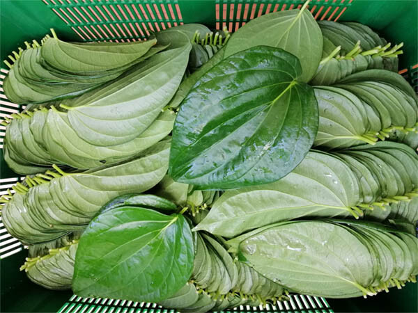 150 Betel Leaves Dried Herbal Leaf Organic Sri Lankan 100% Piper Ceylon Natural