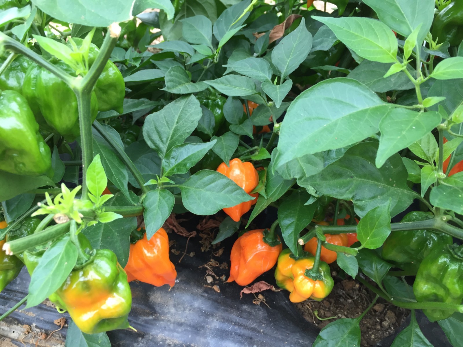 12 Fresh Picked Orange Habanero Peppers (Hydroponically Grown)