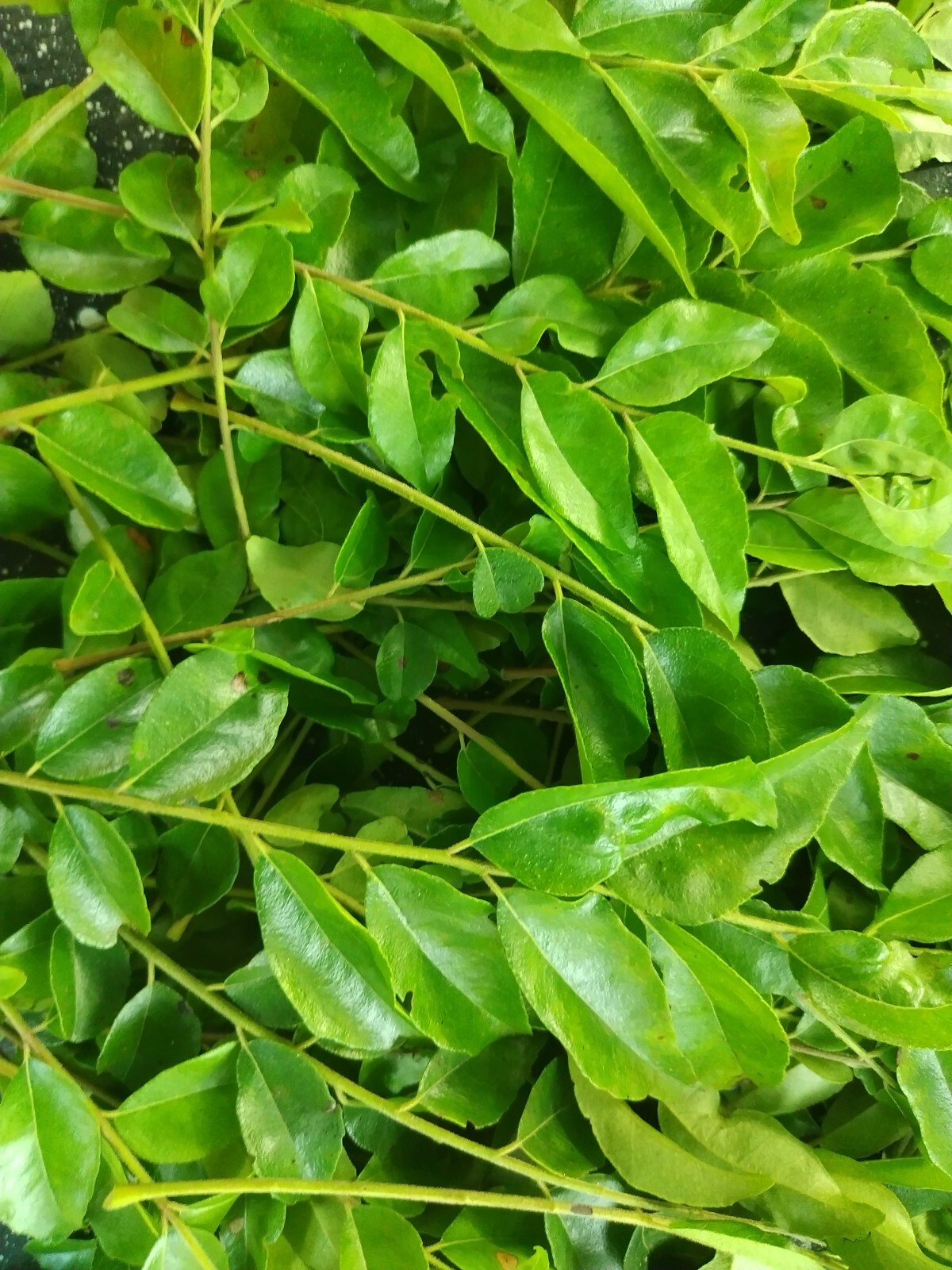 Ceylon Natural Organic Fresh 100% Natural Dried Curry Leaves [ FREE SHIPPING ]