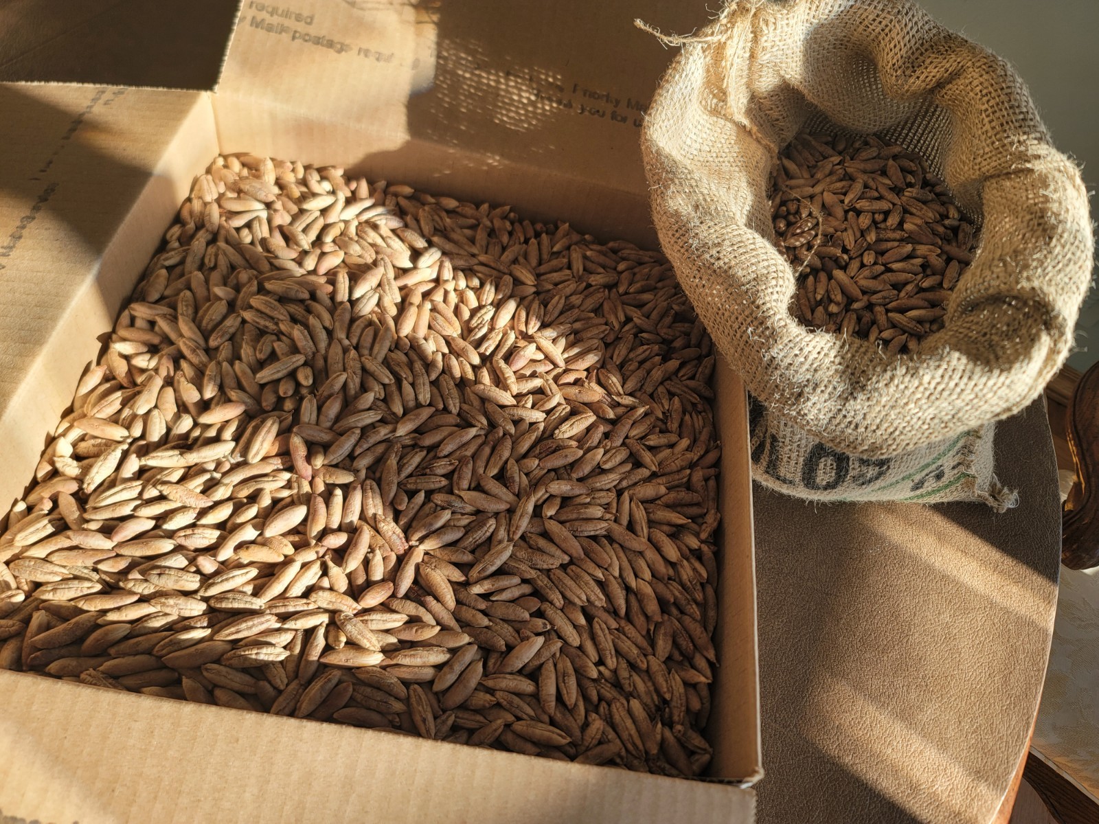 DEGLET NOOR DATE PALM TREE SEEDS, Phoenix Dactylifera, Ready to Roast – 20lbs
