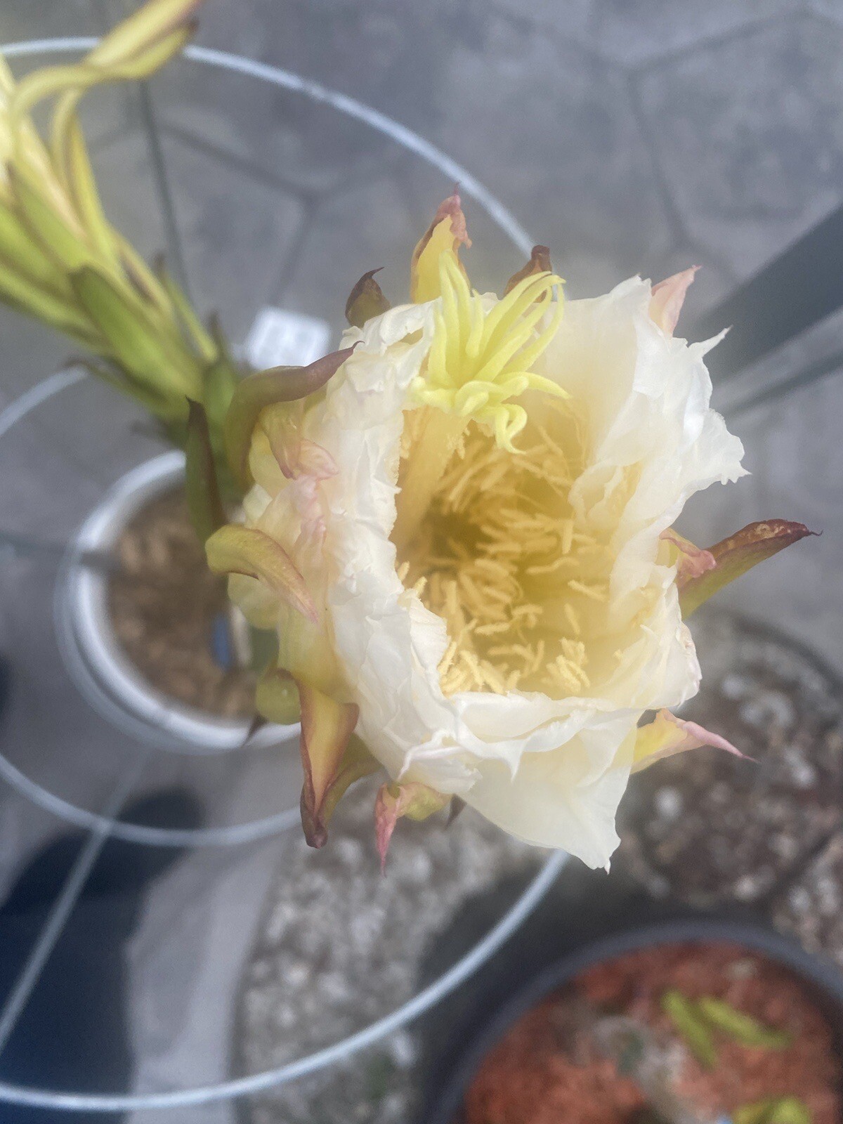 10 Self Fertile Dragon Fruit Cutting 8-14 Inches check the description