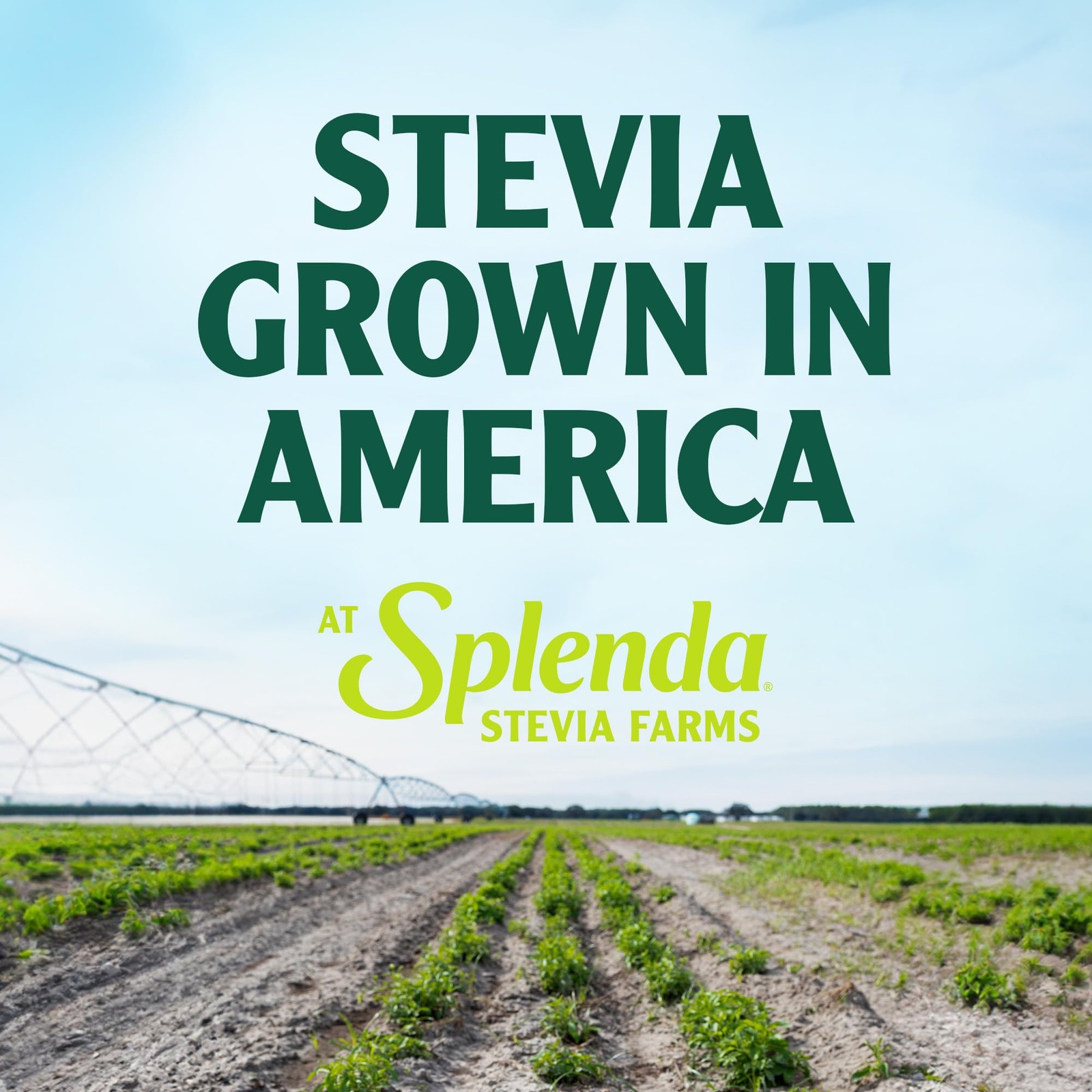SPLENDA Stevia Zero Calorie Sweetener, Plant 500 Count (Pack of 1), White