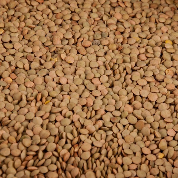 DRIED LENTILS Bean Bulk Wholesale Size Lot 2 4 6 10 20+ LBs PANTRY DINER KITCHEN