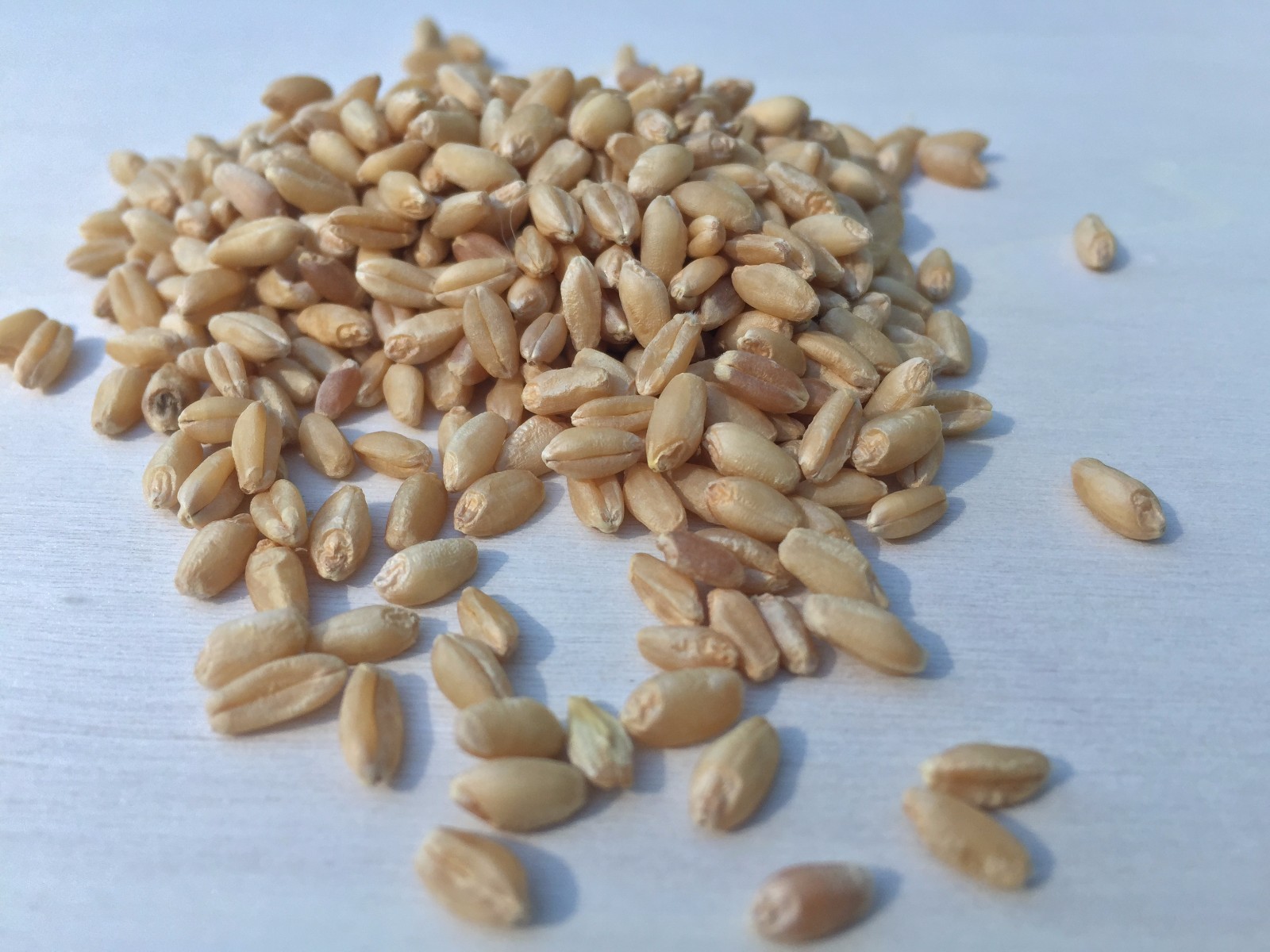 Wheat Berries, Triticum spp (Hard White Winter) .~ Schmerbals Herbals