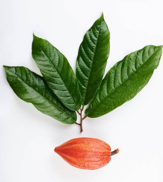 Ceylon Dried Cocoa Leaves Chocolate Theobroma Cacao 100% Best Organic 25 Leaves