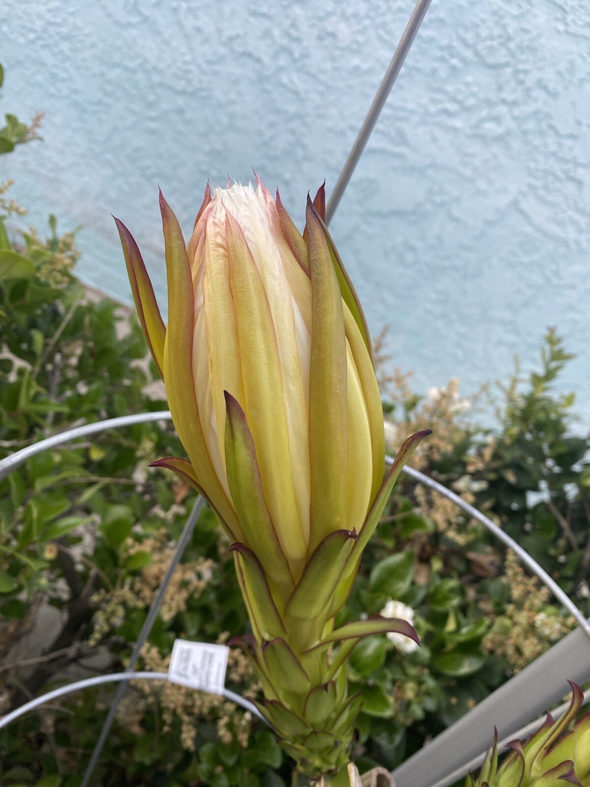 10 Self Fertile Dragon Fruit Cutting 8-14 Inches check the description