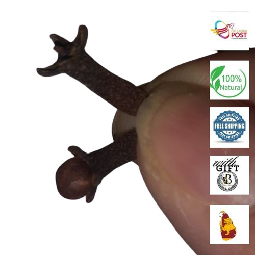Organic Sri Lankan Whole Cloves – 1000+ Fresh, 100% Natural, Highest Quality