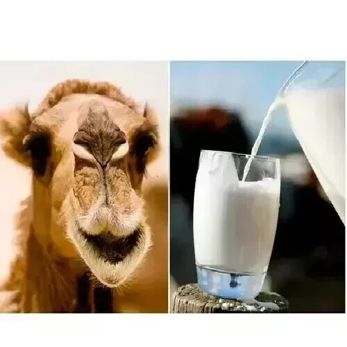 Camel Milk Powder Immunity & Brain Development Freeze Dried 200gm