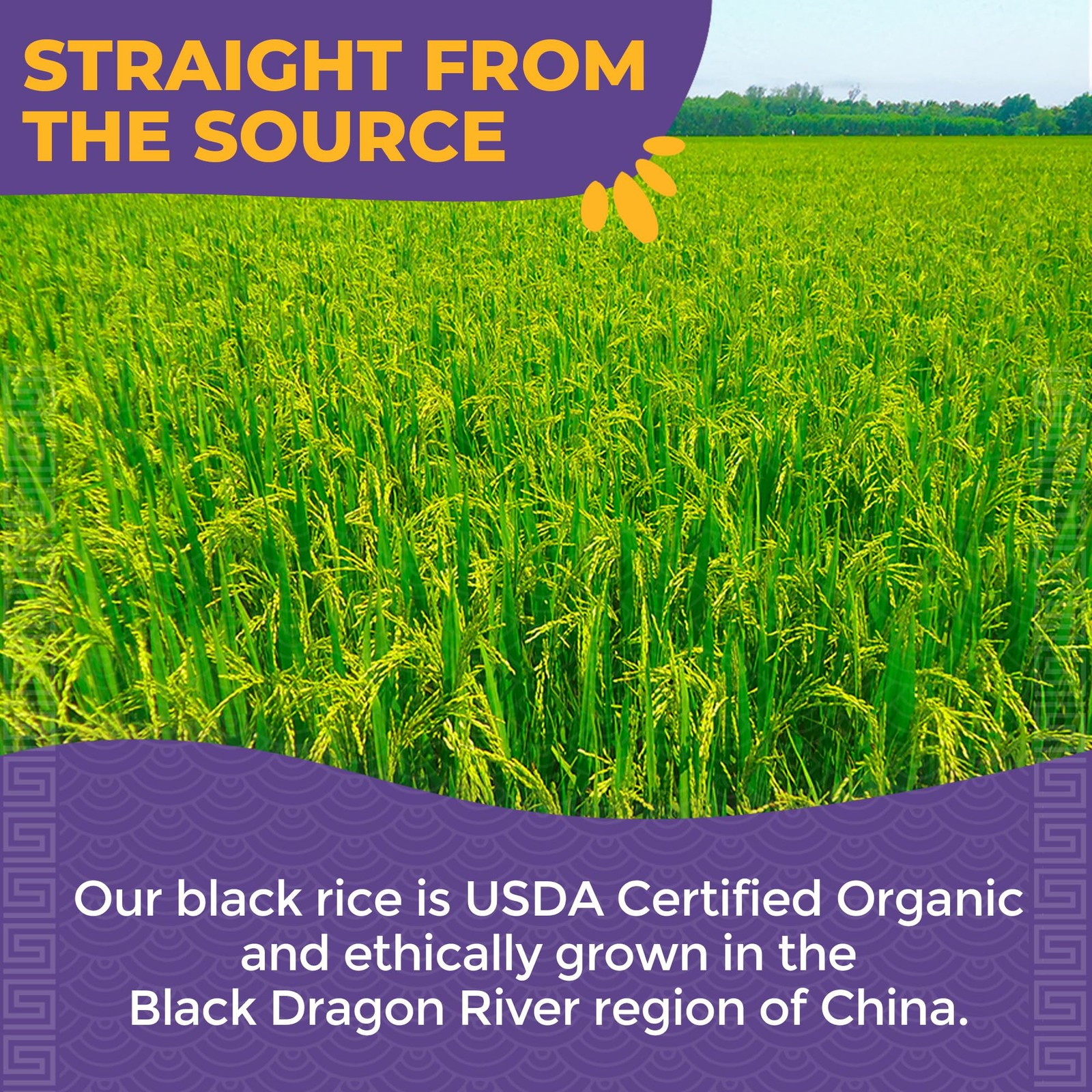 Bulk Organic Forbidden Rice – Black Rice Organic, Purple Rice, Black Rice Bul…