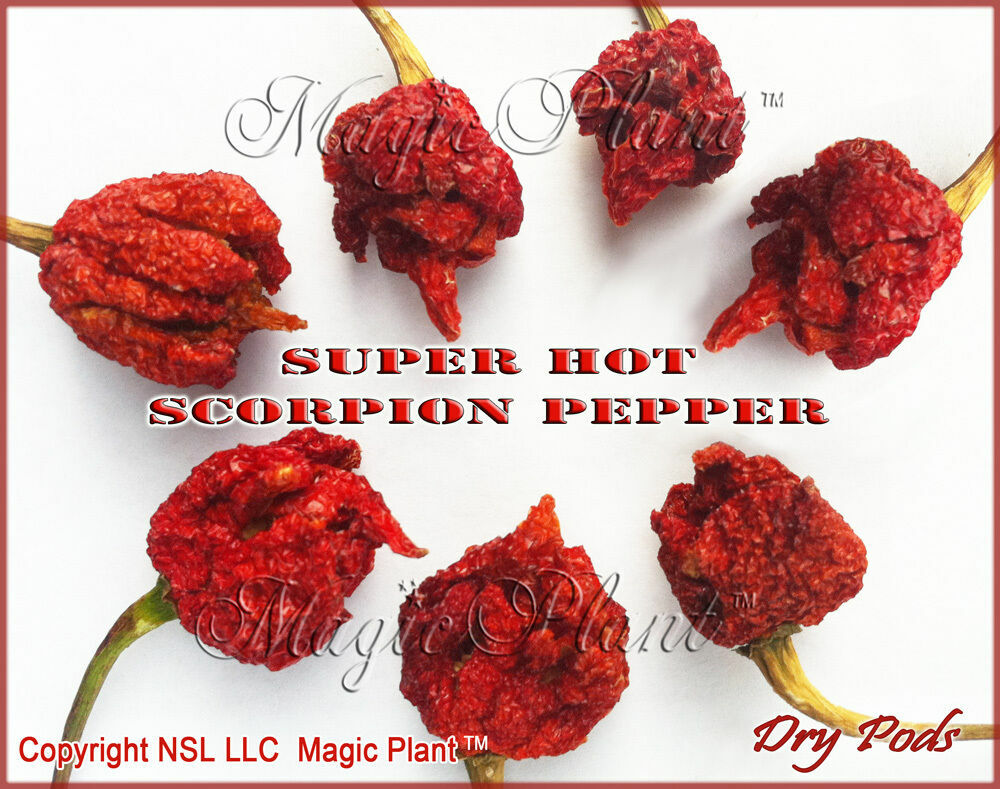 Trinidad Scorpion Chili Peppers Dry Whole Pods SUPPER HOT High Quality (6 sizes)