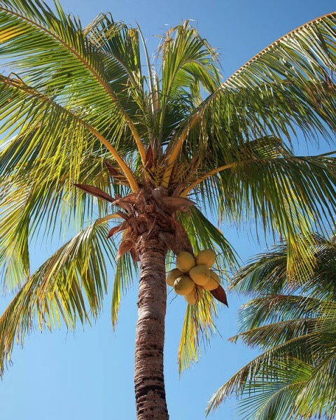 Coconut Flakes | 4oz to 5lb | Pure Natural Hand Crafted