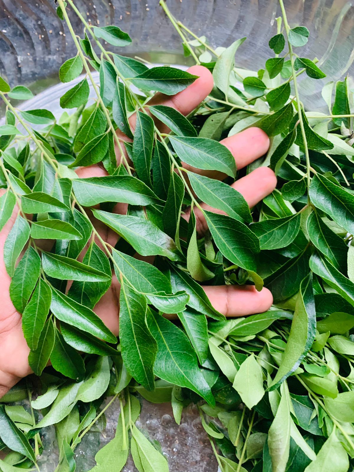 Fresh Aromatic Curry Leaves 50gm – 100gm Pack Uk Seller