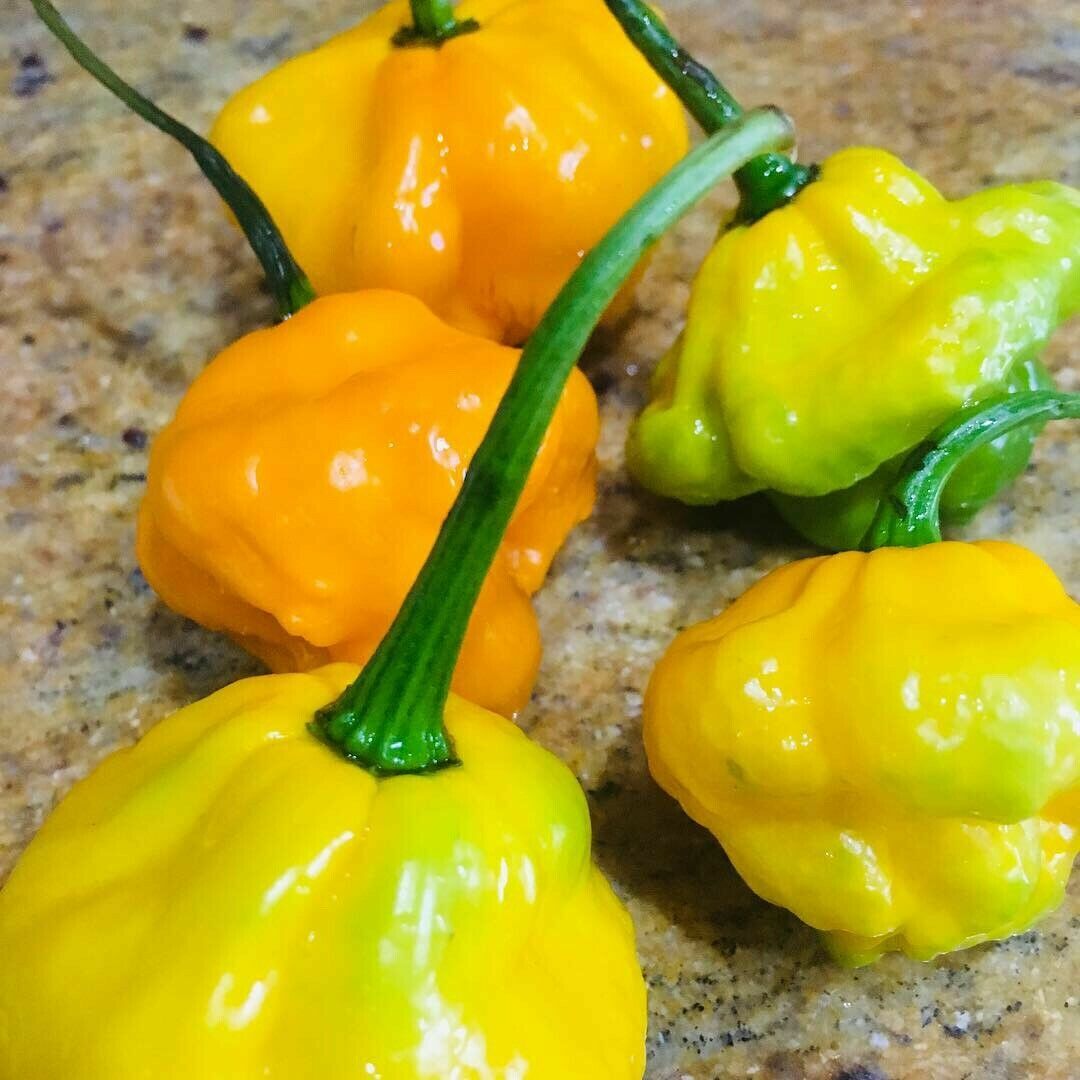 Scotch Bonnet Peppers – Fresh Whole Pods – Yellow/Green – Free Shipping SFRB
