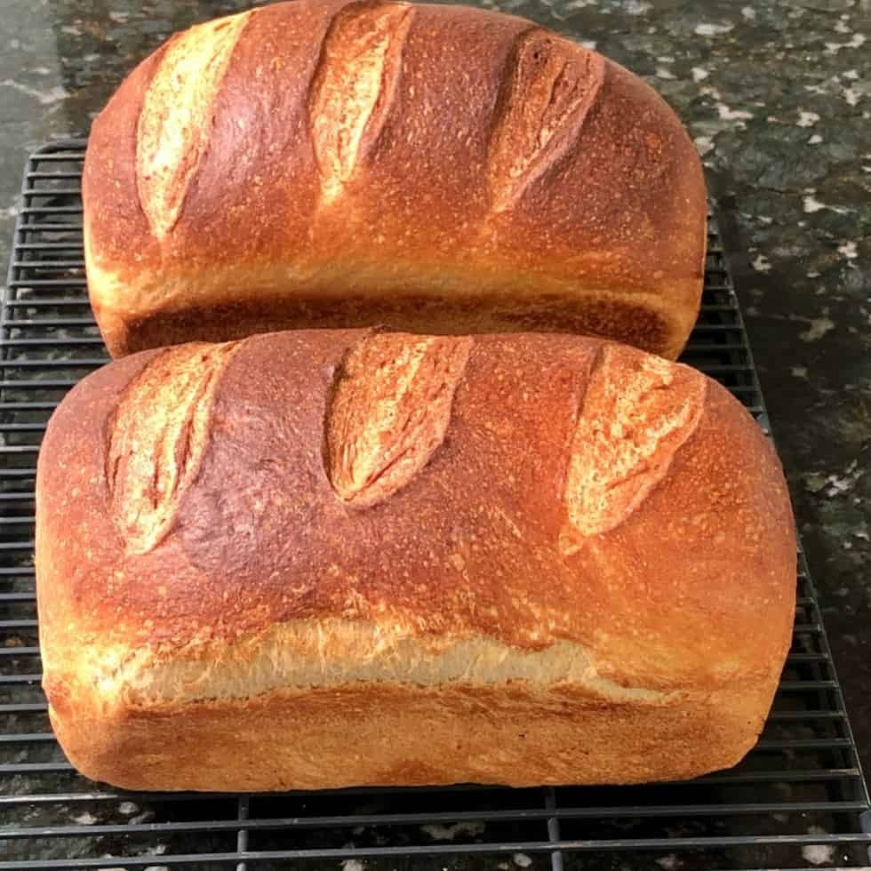 Sourdough Dehydrated Starter Sour – Gulf Coast – 15 Gram Bag