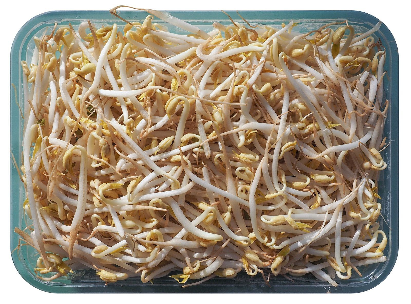 Brown Mung Beans (4 lb) / Bush Bean / Bean Sprouts / Sprouting seeds