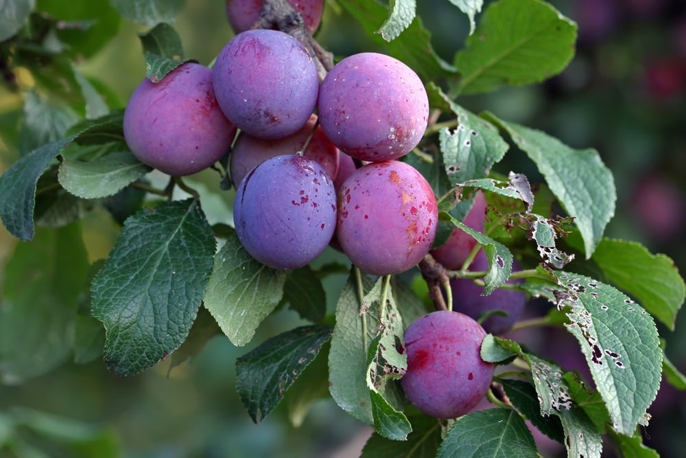 Pitted Prunes – Kosher, Raw, Vegan – by Food To Live