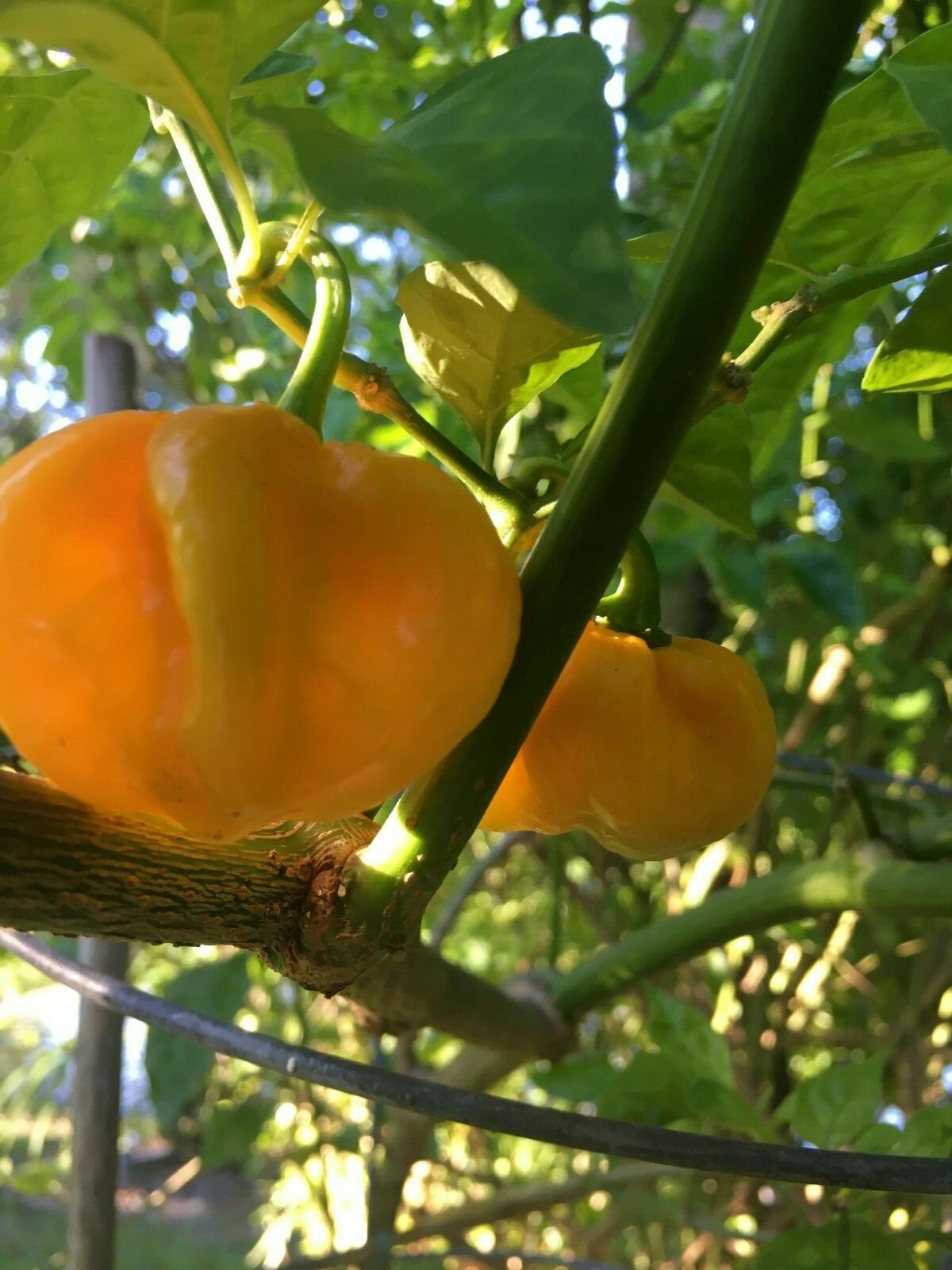 Scotch Bonnet Peppers – Fresh Whole Pods – Yellow/Green – Free Shipping SFRB