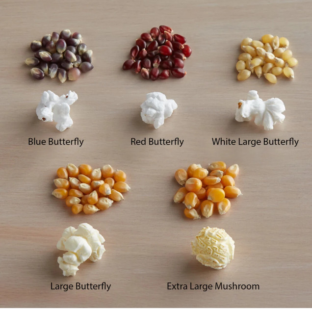 Popcorn Kernels Carnival King Extra Large Mushroom GMO Free 50-lbs