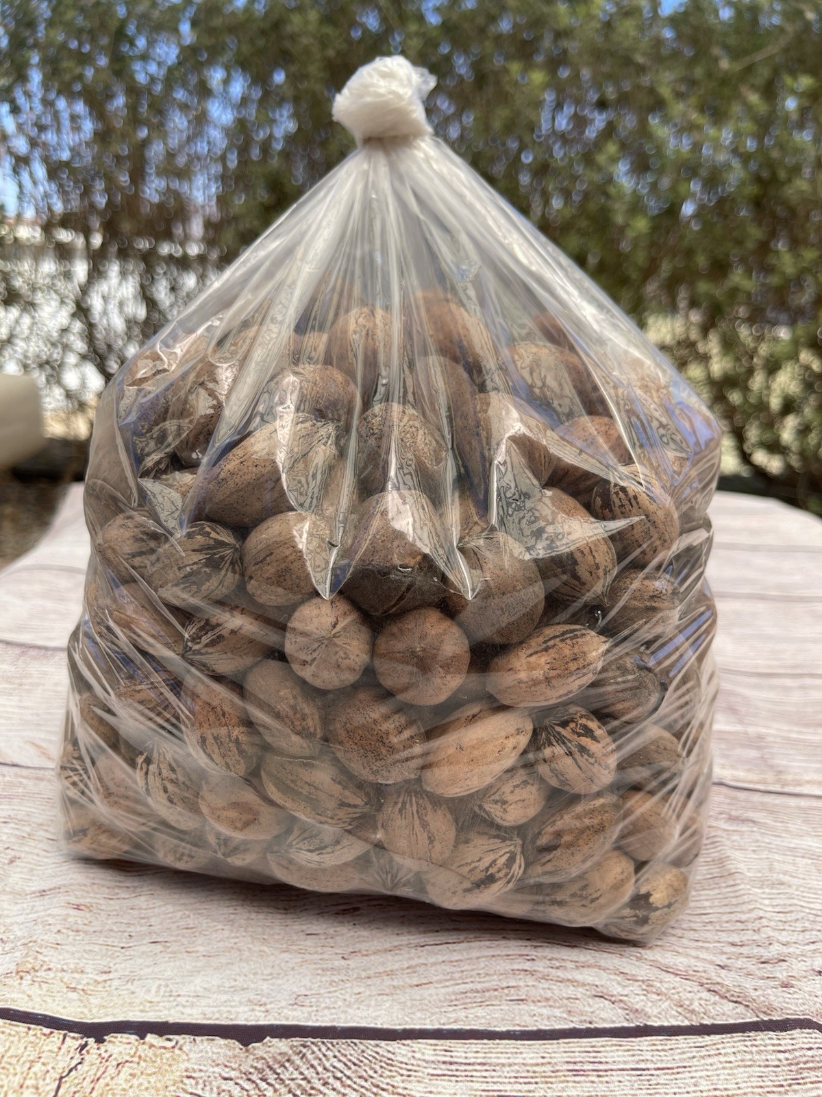 Organic Texas Pecans 5 LBS Raw in Shell – Non GMO