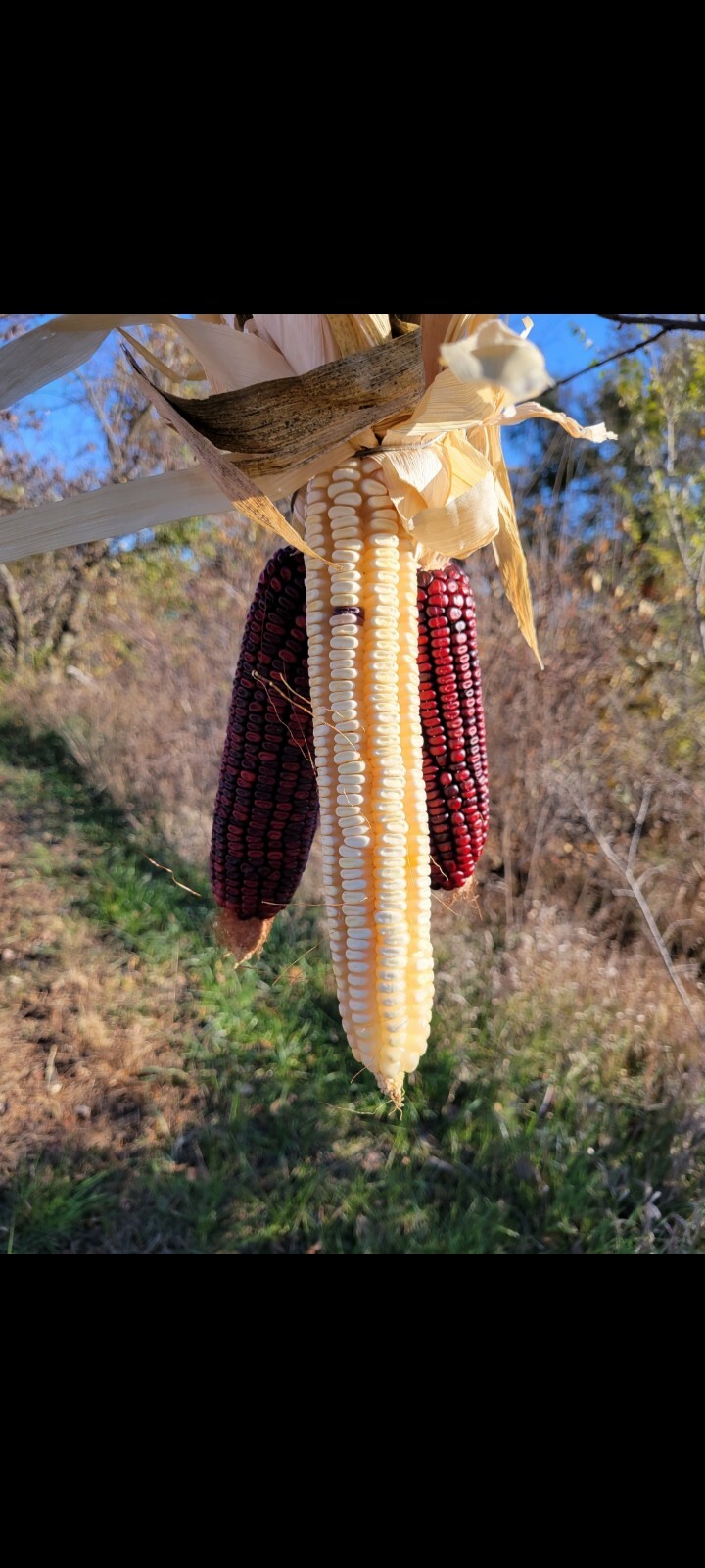 10 pounds Course ground Bloody Butcher corn
