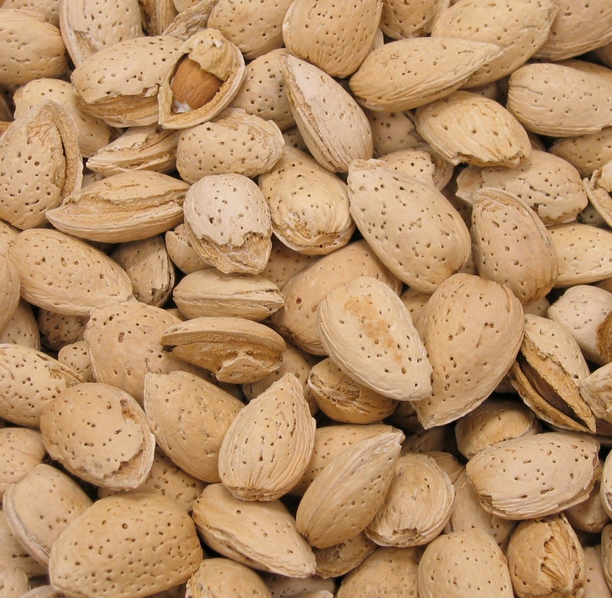 In Shell Almonds – 5 lb. – Treasured Harvest Brand