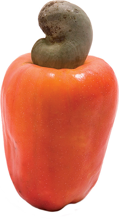 Cashew fruit powder 8oz 1/2lb PAJE vitC anti-bact stomach aid ulcer gastritis