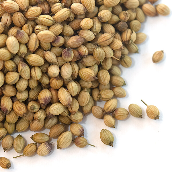 Coriander Seed (Extra Bold) | Bulk | Spice Jungle