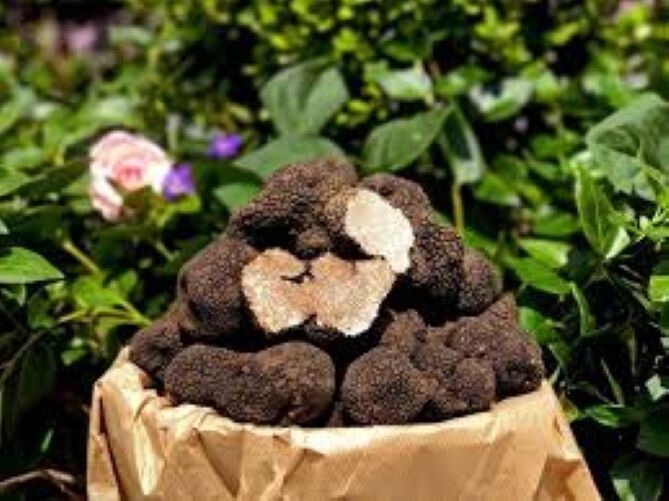 Precious Italian fresh black truffles. Black truffle 285g. 10oz. Mushrooms.