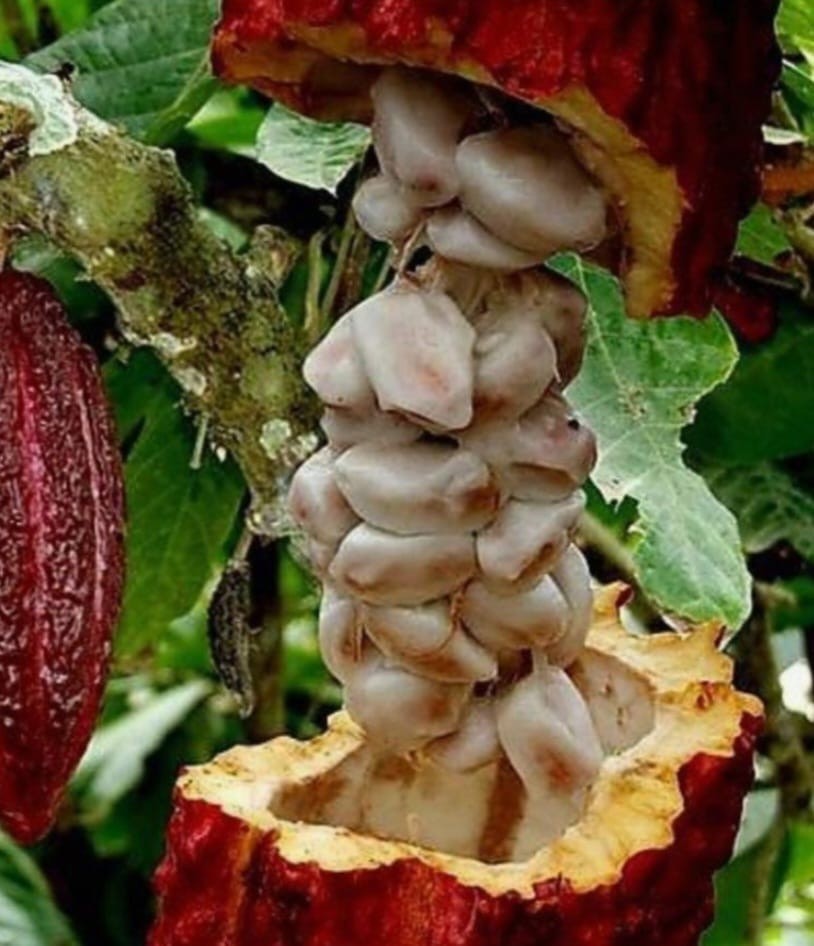 Cacao Fruit 5 Organic make Chocolatte – Always Fresh Priority Mail Shipping pods