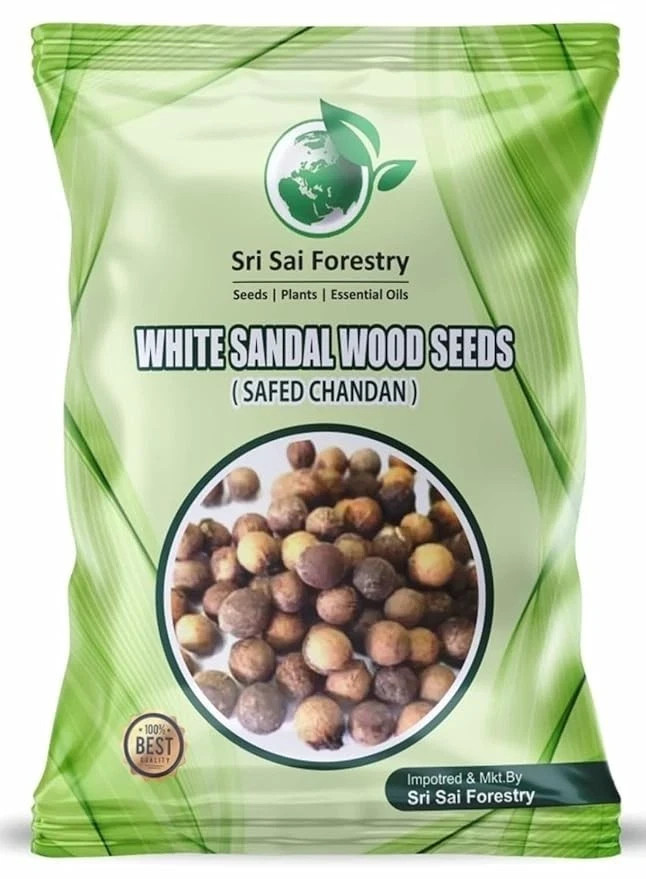 White Sandalwood Tree Seeds, Safed Chandan SriGanda Srigandam Plant Seed- 100 gm