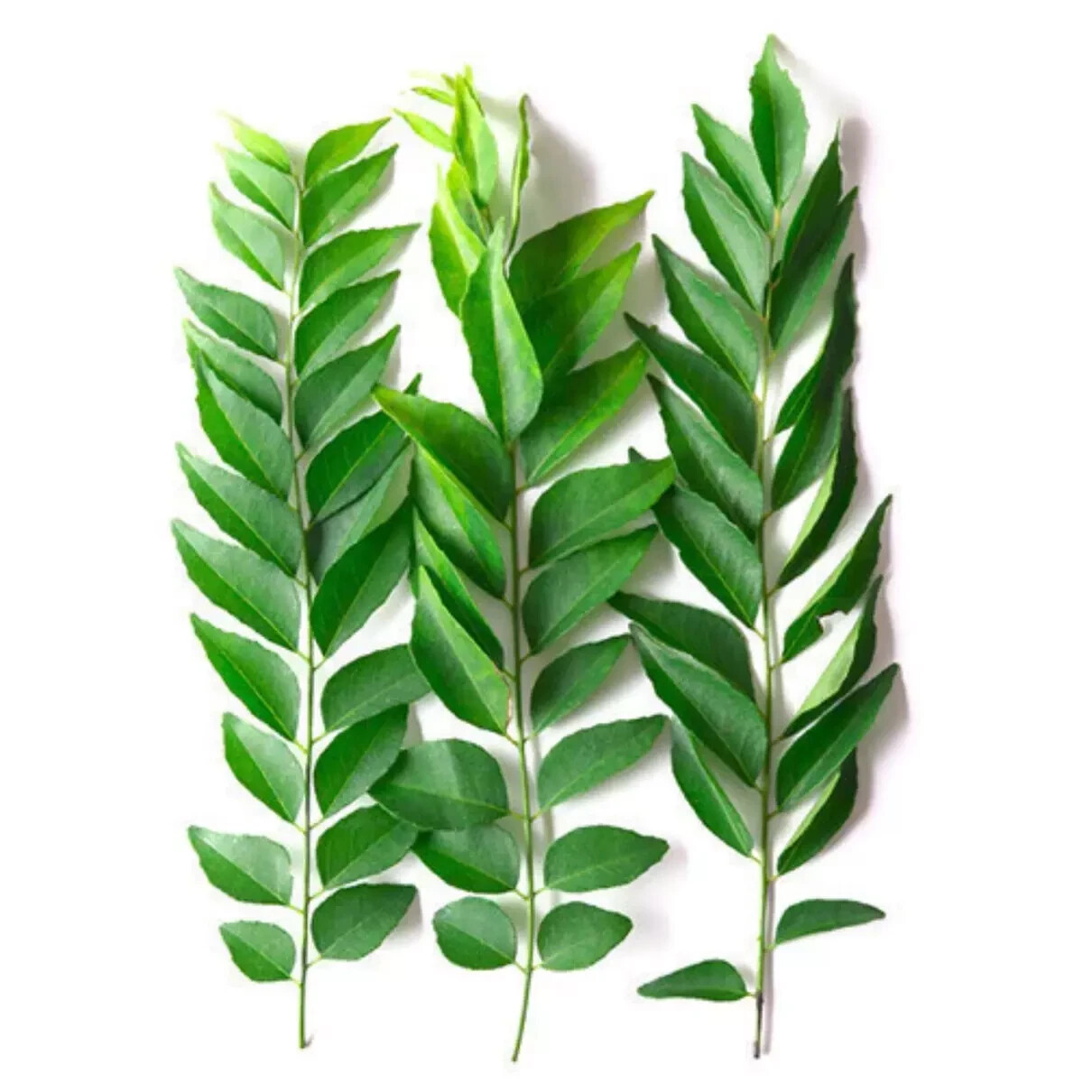 Leaf, Dried Curry leaves 100% natural sri lanka product