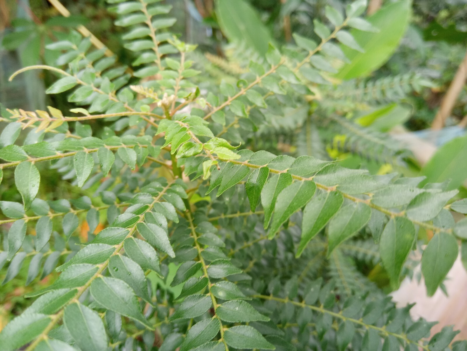 Fresh Dried Curry Leaves Curry Leaf 100% Pure and Organic Natural Ceylon Spices