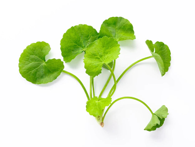 ORGANIC GOTU KOLA HERBAL DRIED ASIATICA CENTELLA BRAIN BOOSTER PURE CEYLON 100g