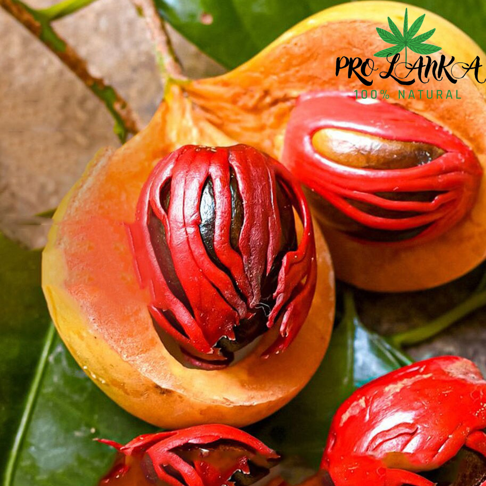 2oz/56g Sri Lankan Nutmeg whole 100%Pure Natural Prime Spice Sun Dried A Grade