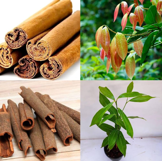 Ceylon Cinnamon Sticks True Cinnamon Sri Lanka Organic Fresh Premium Quills