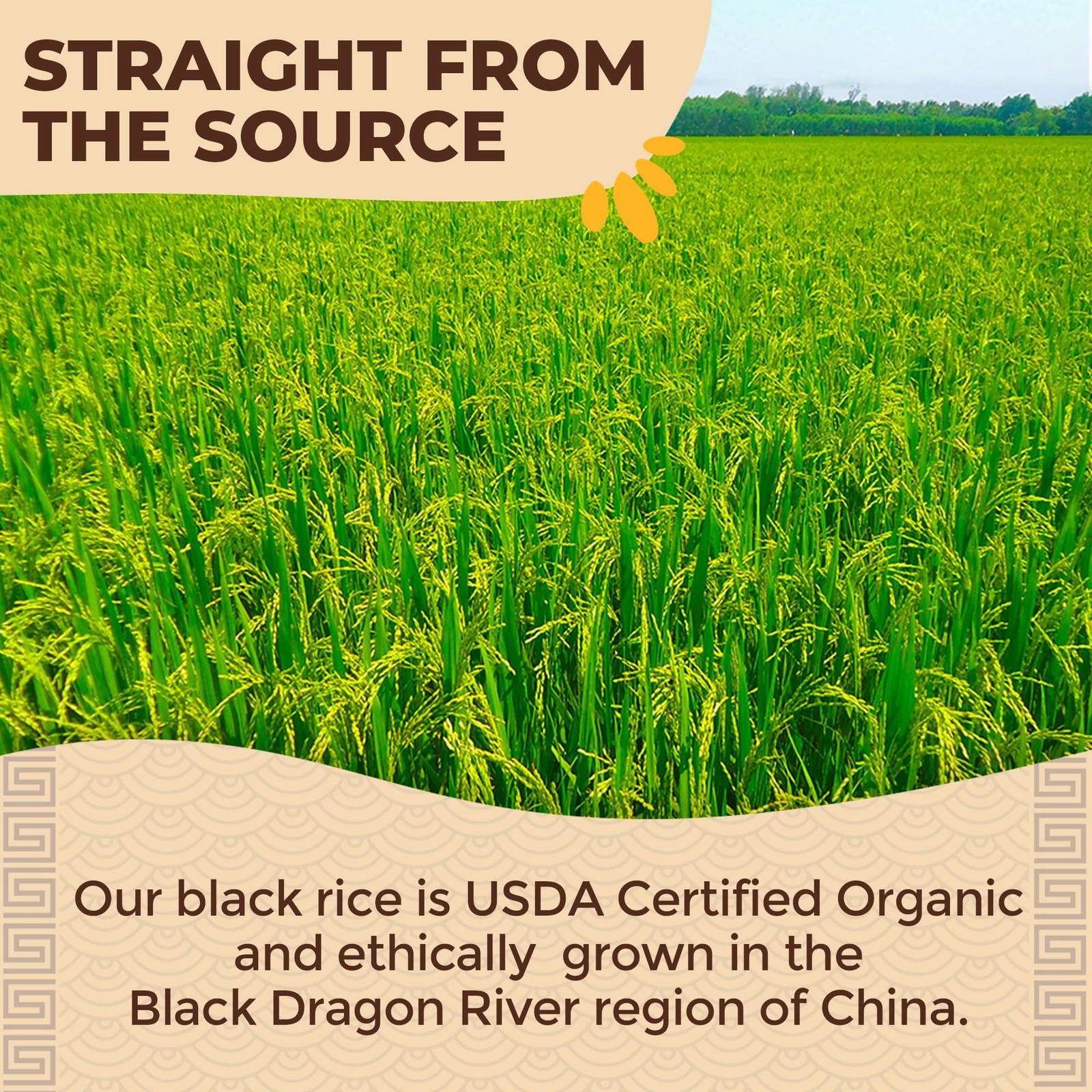 Lotus Foods Bulk Organic Forbidden Rice – Black Rice Organic, Purple Rice, Black