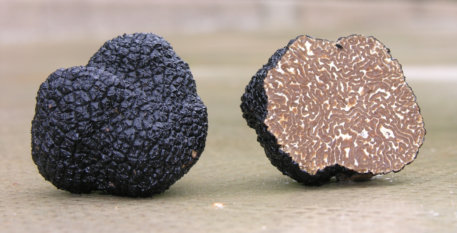 Precious Italian fresh black truffles. Black truffle 180g. 6,4 oz. Mushrooms.