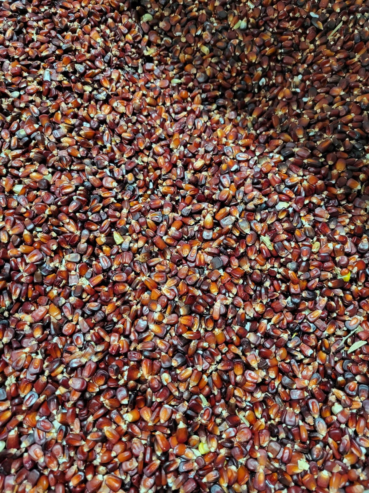 10 pounds Course ground Bloody Butcher corn