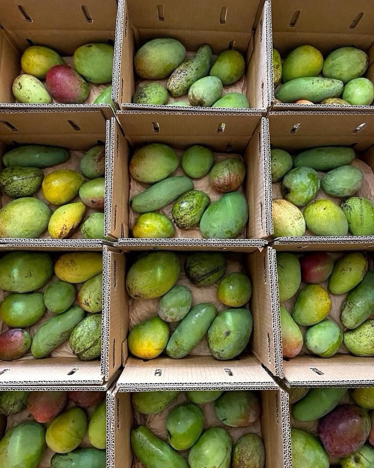 Pre-Ordered 10Lbs Premium Mixed Mango Varieties Fresh Fruits.ShipUPS mid May-Aug