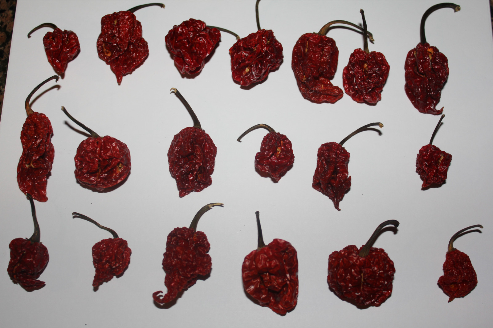 Scorpion Chili Peppers 25 Dried Whole Trinidad Moruga Pods Red Tail Extra Hot
