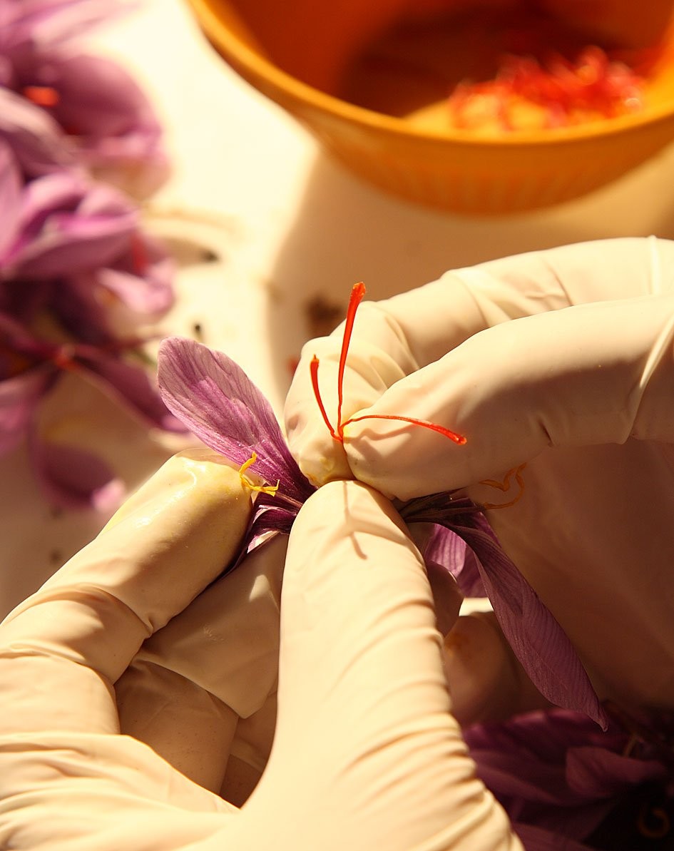 – Premium Saffron Powder for Cooking, Athletes, Specialty Drinks Fans – Pack …